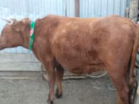 பசு, Latvian Blue cattle — புகைப்படம் 4