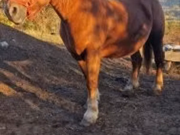 母马, Horses