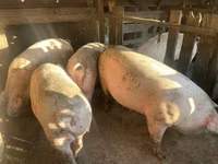 Sow, Pigs — photo 1