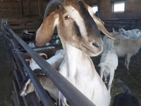 Ziege, Nubian Goat — Foto 1