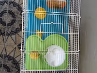 Hamster üçün tam dəst qəfəs uzunluqu 55 sm hündürlük 45 sm eni 30 sm — foto 5