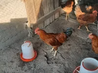 Chickens — foto 2