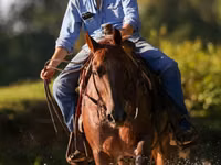 雄馬, Quarter Horse — 写真 4