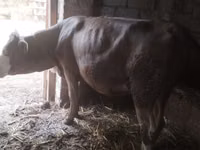Vaca, Simmental cattle — foto 4