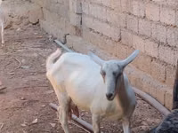 عنزة, Saanen goat — الصورة 8
