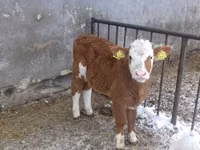 Býk, Simmental cattle — foto 7