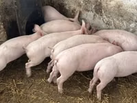 Cerdos (lote, sexo no especificado) — foto 3