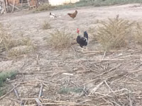 Chickens — Foto 6