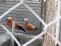 Ducks — Foto 3