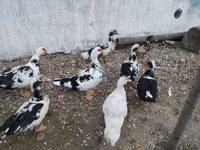 Ducks — foto 5