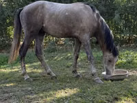 公马, Horses — 照片 4