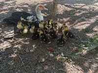 Ducks — foto 6