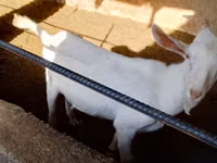 ماعز (دفعة، الجنس غير محدد), Saanen goat — الصورة 2