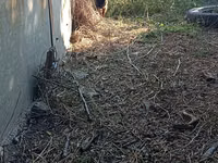 Bode, Cabras — foto 3