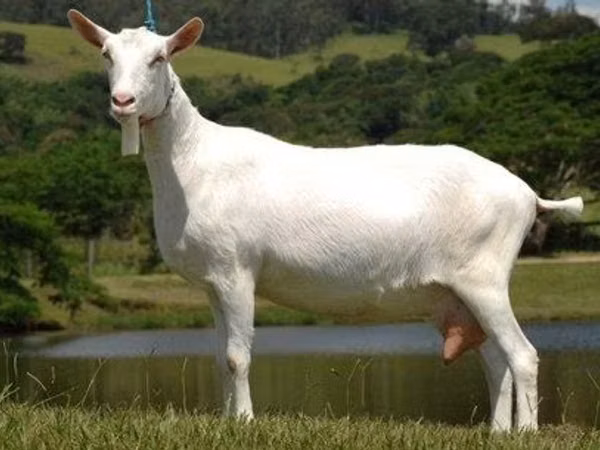 Koza, Saanen goat