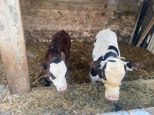 Bulle, Simmental cattle