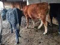 雄牛, Simmental cattle — 写真 5