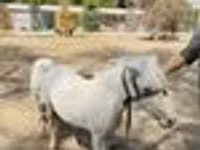 馬（ロット、性別未指定）, Australian Pony — 写真 8