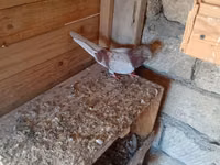 Serinka mayadı ünvan Mərdəkan — foto 1