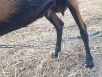 Koza, Alpine goat — foto 4