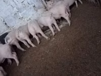Чочколор (партия, жынысы көрсөтүлгөн эмес) — сүрөт 1