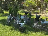 Chickens — foto 6
