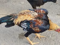 Chickens — 7-rasm