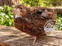 Quails — 4-сурет