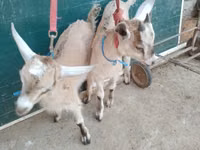 ヤギ（ロット、性別未指定）, Alpine goat — 写真 1
