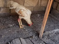 Chickens — zdjęcie 3