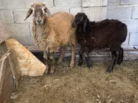 Carneiro, Small-tailed Han sheep — foto 1