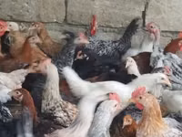 Chickens — foto 3