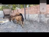 Jument, Chevaux — photo 1