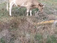 Krowa, Simmental cattle — zdjęcie 4