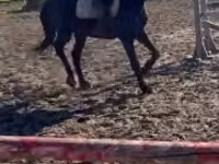 At, Hungarian horse breed — foto 1