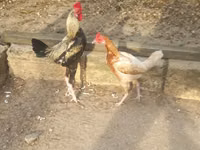 Japanisches Bantam — Foto 4