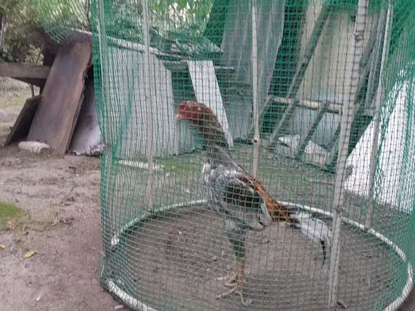 Chickens — Azerbaijan