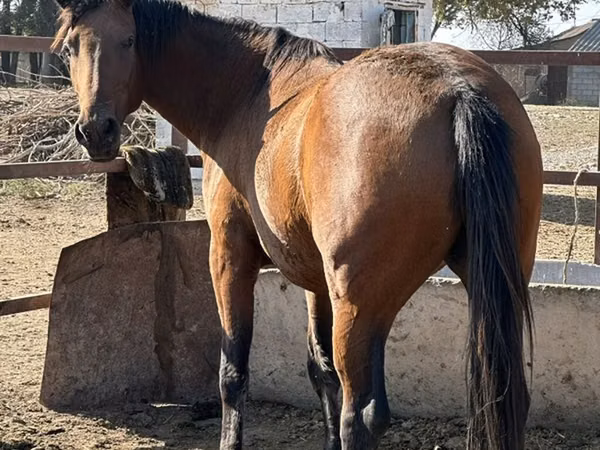 Mare, Arabian horse