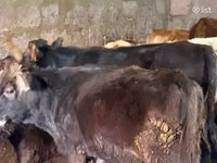 Boğa, Aberdin Angus — foto 5