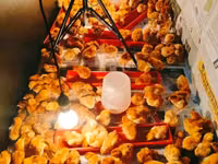 Rhode Island Rot — Foto 8