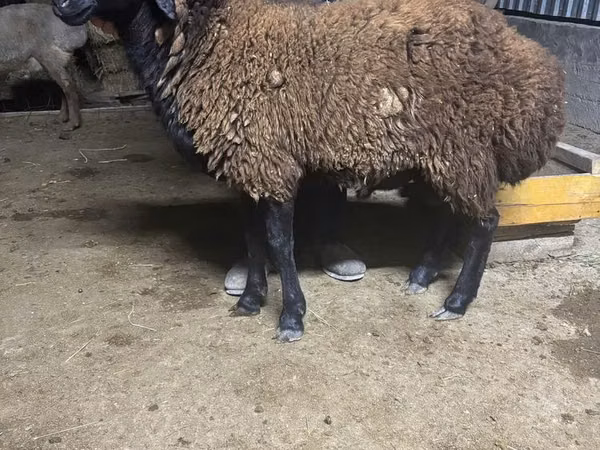 Bélier, Moutons
