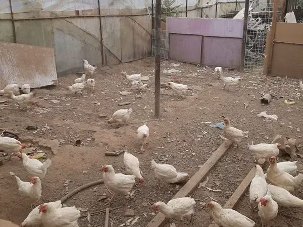 Chickens — Armaniston