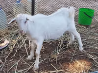 Ешкі, Saanen goat — 1-сурет