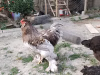 Brahma — foto 5