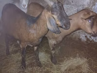 Koza, Nubian Goat — foto 1