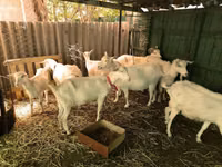 Kozel, Saanen goat — foto 1