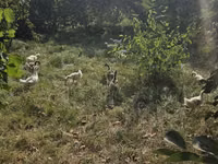 Geese — Foto 2