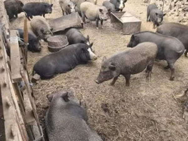 Boar, 