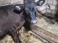 Toro, Ganado vacuno — foto 2