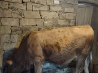 ხარი, Simmental cattle — ფოტო 5